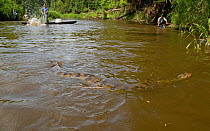 Green / Common Anaconda (Eunectes murinus) and fishermen in the background. Pacaya Samiria National Park, Amazon rainforest, Peru.