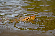 Green / Common Anaconda (Eunectes murinus) in water. Pacaya Samiria National Park, Amazon rainforest, Peru.