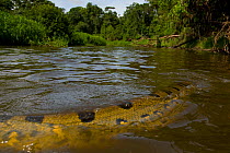 Green / Common Anaconda (Eunectes murinus) in water. Pacaya Samiria National Park, Amazon rainforest, Peru.