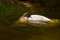 Green / Common Anaconda (Eunectes murinus) in water, regurgitating caiman after being disturbed by fishermen. Pacaya Samiria National Park, Amazon rainforest, Peru.