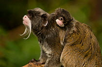 Emperor Tamarin (Saguinus imperator) mother with baby. Captive. Endemic to Peru.