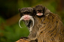 Portrait of an Emperor Tamarin (Saguinus imperator) mother with baby. Captive. Endemic to Peru.