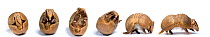 Sequence of a Three-banded armadillo (Tolypeutes tricinctus) unrolling from defensive ball posture to walking. Captive.