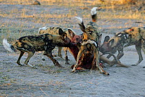 Pack of African wild dogs (Lycaon pictus) tearing apart antelope carcass, Okavango Delta, Botswana, July