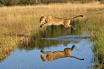 African lion (Panthera leo) lioness leaping over water, reflection in water, Okavango Delta, Botswana, July 2007