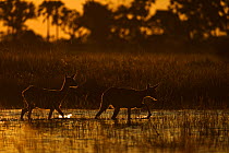 Ttwo Lechwe (Kobus leche) wading through wetlands at dusk, Okavango Delta, Botswana, April