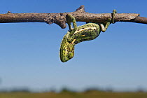 Flap necked chameleon (Chamaeleo dilepis) hanging from branch, Okavango Delta, Botswana, April