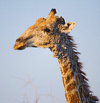 Giraffe (Giraffa camelopardalis) with severe skin disease, Okavano Delta, Botswana, September