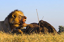 African lion (Panthera leo) male feeding on dead Wildebeest, Okavango Delta, Botswana, September