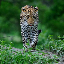 Leopard (Panthera pardus) walking towards camera, Okavango Delta, Botswana, January