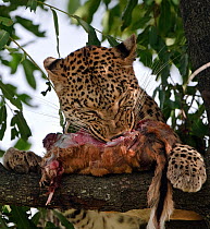 Leopard (Panthera pardus) feeding on prey in tree, Okavango Delta, Botswana, January