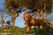 African lion (Panthera leo) male in habitat, Okavango Delta, Botswana, January