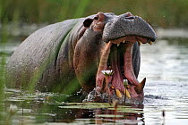 Hippopotamus (Hippopotamus amphibius) coming out of water with jaws wide open, Okavango Delta, Botswana, January