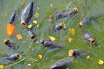 Shoal of Carp (Cyprinus carpio) coming to surface for air in park pond. Belgium, October.