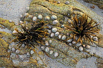 Channelled / Channel wrack (Pelvetia canaliculata) and Limpets (Patella sp.) on rock exposed at low tide. Brittany, France, September.