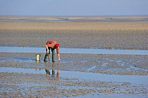 Man with clamming rake and bucket, digging for clams on tidal mud flats. Bay of the Somme, Picardy, France, March 2011.