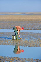 Man equipped with clamming rake and bucket, digging for clams on tidal mud flats. Bay of the Somme, Picardy, France, March 2011.