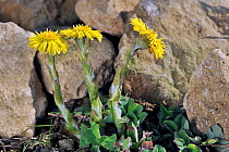 Coltsfoot (Tussilago farfara) in flower, Belgium, March.