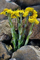 Coltsfoot (Tussilago farfara) in flower growing on rocks. Belgium, March.