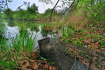 Coypu / Nutria (Myocastor coypus) caught in live trap at lakeside. La Brenne, France, April.