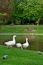 White Domestic Geese (Anser anser domesticus) and feral Pigeons / Rock Doves (Columba livia) in city park. Ghent, Belgium, April 2011.