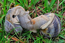 Edible snails / Burgundy snail / Roman snail (Helix pomatia) mating. Belgium, June.
