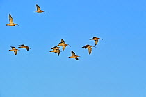 Eurasian Curlew (Numenius arquata) flock in flight. Belgium, February.
