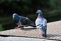 Feral pigeons / Rock doves (Columba livia)  Belgium, April.