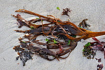 Furbellow Kelp (Saccorhiza polyschides) washed ashore on beach. Brittany, France, September.