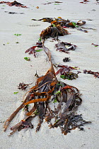 Furbellow Kelp (Sacchoriza polyschides) washed ashore on beach. Brittany, France, September.