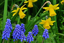 Common Grape Hyacinths (Muscari botryoides / Hyacinthus botryoides L.) and Daffodils in flower in garden. Belgium, March 2011.