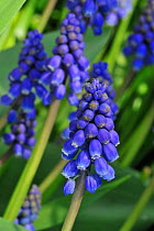 Common Grape Hyacinths (Muscari botryoides / Hyacinthus botryoides L.) in flower. Belgium, March 2011.