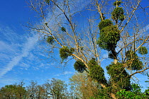 Mistletoe (Viscum album) infestation on tree in spring. La Brenne, France, April.