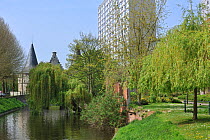 Town park along canal showing golden weeping willows (Salix vitellina var. pendula) and block of flats. Ghent, Belgium, April 2011.