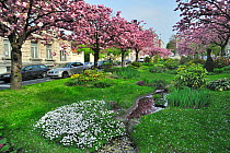 Wide middle strip / central reservation between roads made into a garden with flowering Cherry (Prunus) trees and water feature, Ghent, Belgium. April 2011.