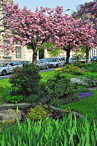 Wide middle strip / central reservation between roads made into a garden with flowering Cherry (Prunus) trees and water feature, Ghent, Belgium. April 2011.