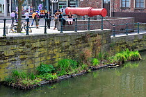 Floating artificial nesting platform in canal for waterfowl in city. Ghent, Belgium, April 2011.