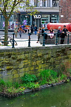 Floating artificial nesting platform in canal for waterfowl in city. Ghent, Belgium, April 2011.