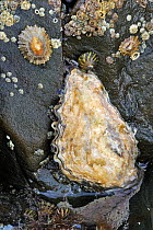 Oyster (Ostreidae), barnacles and limpets growing on rock exposed on beach at low tide. Brittany, France, September.