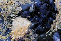 Oyster (Ostreidae), barnacles and mussels (Mytillus) growing on rock exposed on beach at low tide. Brittany, France, September.