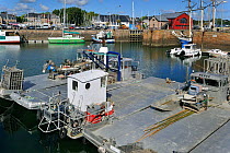 Oyster barges in the fishing port of Paimpol. Cotes-d'Armor, Brittany, France, September 2010.