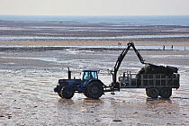 Tractor on beach returning with cartload full of cultivated oysters (Lophia folium) from oyster bank / oyster park. Gouville-sur-Mer, Normandy, France, October 2010.