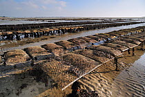 Bags of cultivated oysters (Lophia folium) at oyster farm / oyster park exposed on beach at low tide. Saint-Vaast-la-Hougue, Normandy, France, October 2010.