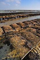 Bags of cultivated oysters (Lophia folium) at oyster farm / oyster park exposed on beach at low tide. Saint-Vaast-la-Hougue, Normandy, France, October 2010.