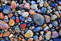 Colourful water-smoothed pebbles on shingle beach. Normandy, France, October 2010.