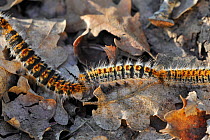 Pine Processionary Moth caterpillars (Thaumetopoea pityocampa) following each other in head to tail procession on the forest floor. La Brenne, France, April.