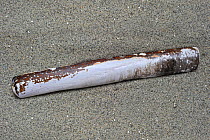 Pod Razor Shell / Common Razorfish (Ensis siliqua) washed up on beach. North Sea coast, Normandy, France, February.