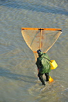 A man fishing for shrimps with shrimping net along the beach at Le Treport. Normandy, France, March.