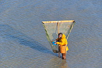 A man fishing for shrimps with shrimping net along the beach at Le Treport. Normandy, France, March.