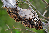 Caterpillar larvae of Small Eggar moth (Eriogaster lanestris) living gregariously in silken web on Hawthorn (Crataegus monogyna). La Brenne, France, April.